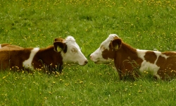 Be a Farmer in Cheshire